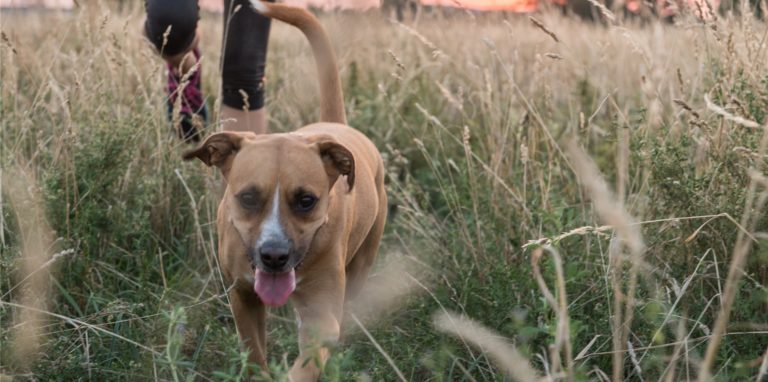 Gerade in hohem Gras verstecken sich oft Zecken. Eine spezielle Lösung kann helfen, diese mit Duftstoffen von dem Hund fernzuhalten.