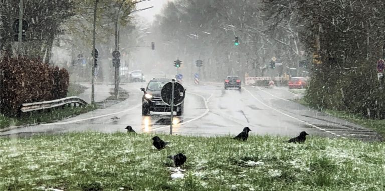 Die Krähen machen es sich auf dem Kreisverkehr Münsterstraße/Burgstraße, gemütlich, die Autofahrer sehen den Schneefall am Mittwoch, 7. April, offenbar gelassen.
