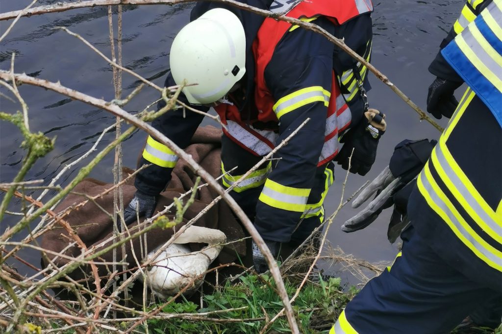 Ein Feuerwehrmann sichert den verletzten Schwan im Wasser. Ein Feuerwehrmann sichert den verletzten Schwan im Wasser.