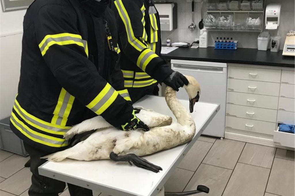 Bei der Tierärztin wurde der Schwan von dem Angelhaken und der zugehörigen Schnur befreit. Bei der Tierärztin wurde der Schwan von dem Angelhaken und der zugehörigen Schnur befreit.