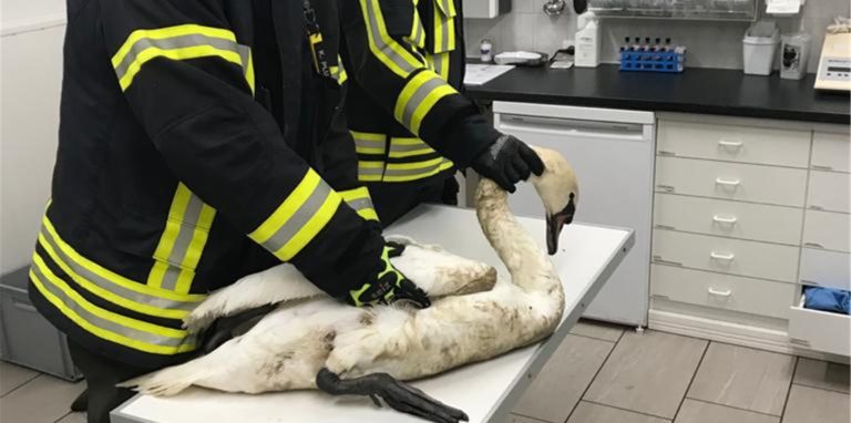 Der gerettete Schwan beim Tierarzt.