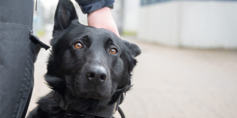 Für Tiere und ihre Besitzer sieht die Hundetrainerin gefährliche Folgen aus dem Lockdown.