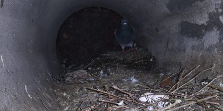 Tierschützer wollen die Population der Stadttauben zunächst mit einem Eieraustausch eindämmen. Doch abseits davon kämpfen sie für andere Lösungen, um auch den Eiertausch zu erleichtern.