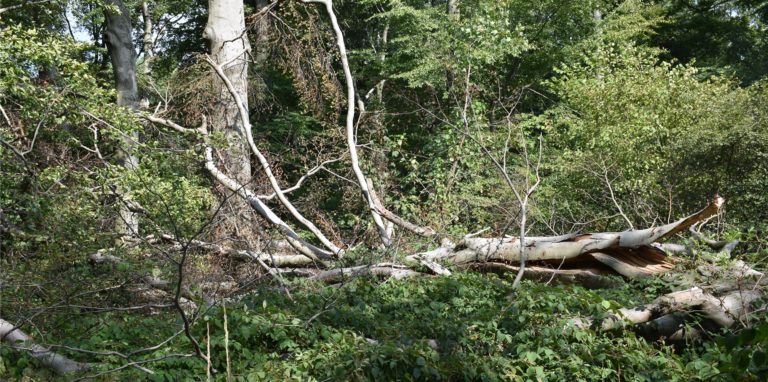Nicht nur der Wald leidet unter der Trockenheit der letzten Jahre. Auch der Bestand einzelner Bäume im Privaten wird dezimiert.