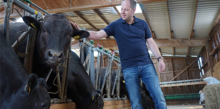 Patrick Balster in den Stallungen mit Wagyu-Rindern.