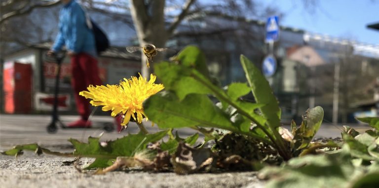 Eine leckere Zutat für den Salat: Löwenzahn. Er sollte nur nicht direkt an einer Straße wachsen.