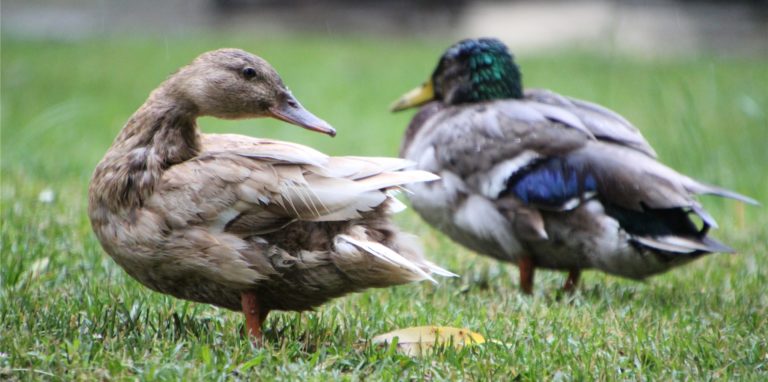 Am Mittwochmittag verletzte sich eine Ente, nachdem sie gegen eine Fensterscheibe geflogen war.
