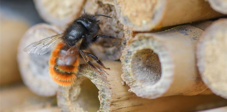 Bambus und weitere Materialien eigenen sich gut als Unterschlupf für Insekten.