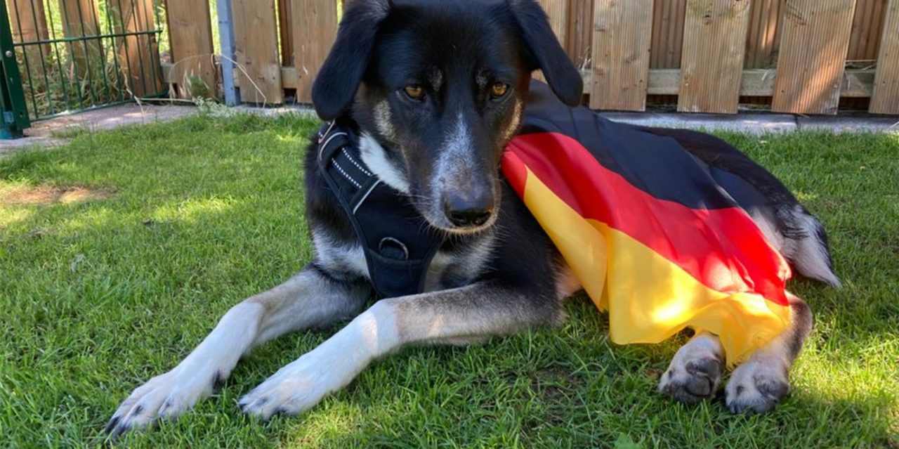 Deutschland gegen Ungarn - EM-Orakel wissen, wer heute gewinnt