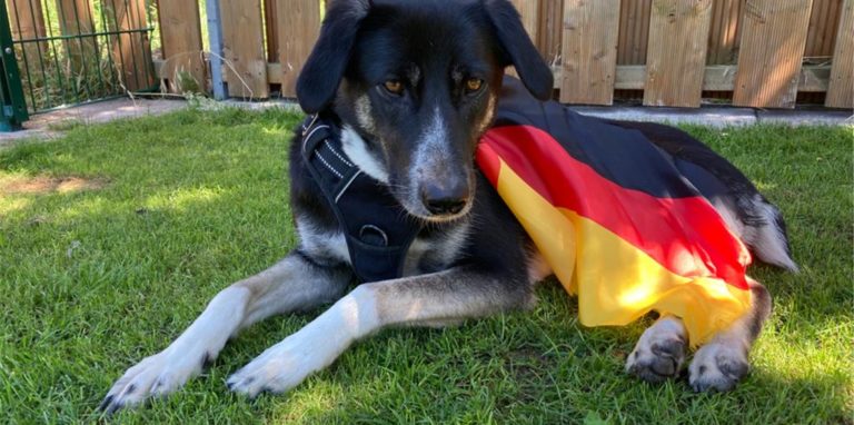 Im Orakel-Wettstreit liegt Hündin Bibbi knapp im Rückstand zu Hamster Fredi. Wie tippen die beiden das Spiel Deutschland gegen Ungarn?