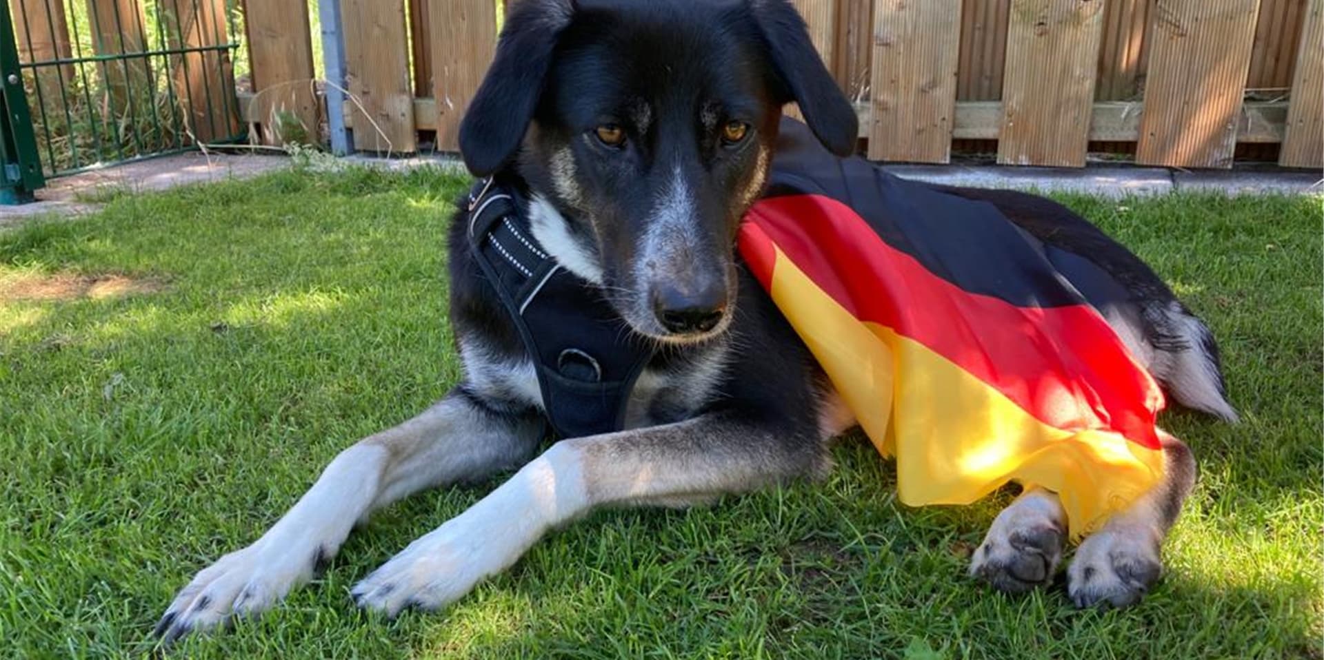 Im Orakel-Wettstreit liegt Hündin Bibbi knapp im Rückstand zu Hamster Fredi. Wie tippen die beiden das Spiel Deutschland gegen Ungarn?