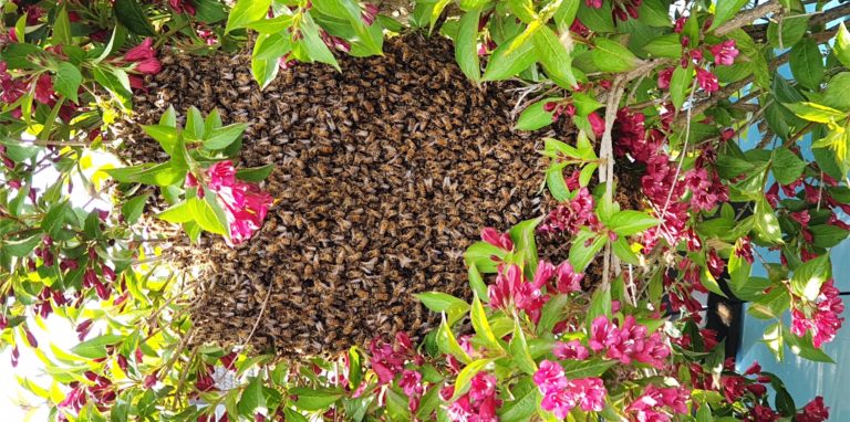 In mehreren Schwerter Gärten mussten Imker Bienen-Schwärme einsammeln. Wetterbedingt wanderten die Schwärme in diesem Jahr fast zeitgleich.