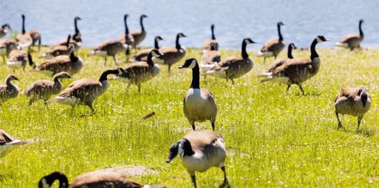 Pro Jahr wachse der Bestand der Kanadagänse in NRW um rund drei Prozent, der Bestand der Nilgänse um sieben Prozent, teilte die nordrhein-westfälische Ornithologengesellschaft (NWO) mit.
