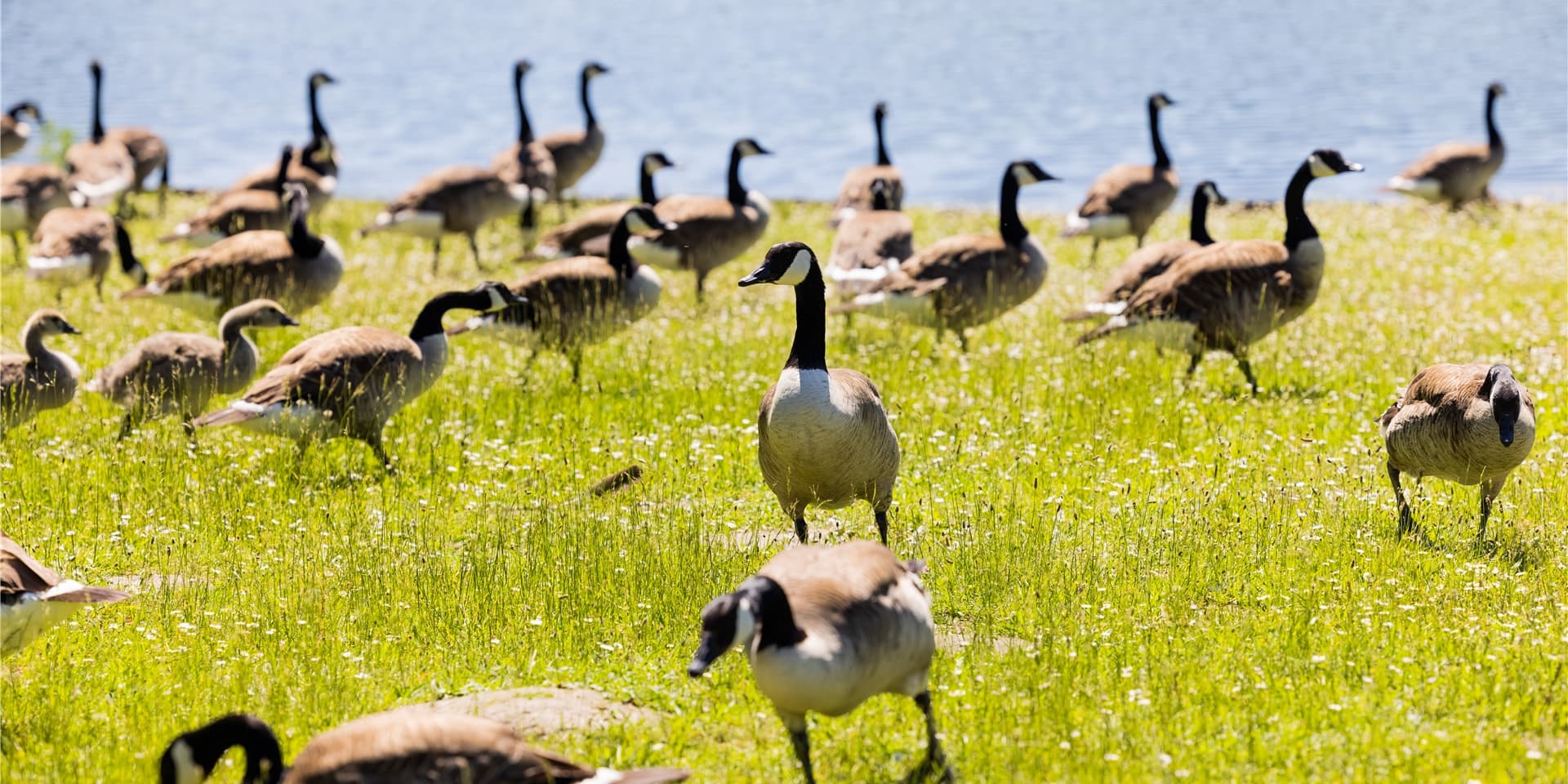 Pro Jahr wachse der Bestand der Kanadagänse in NRW um rund drei Prozent, der Bestand der Nilgänse um sieben Prozent, teilte die nordrhein-westfälische Ornithologengesellschaft (NWO) mit.
