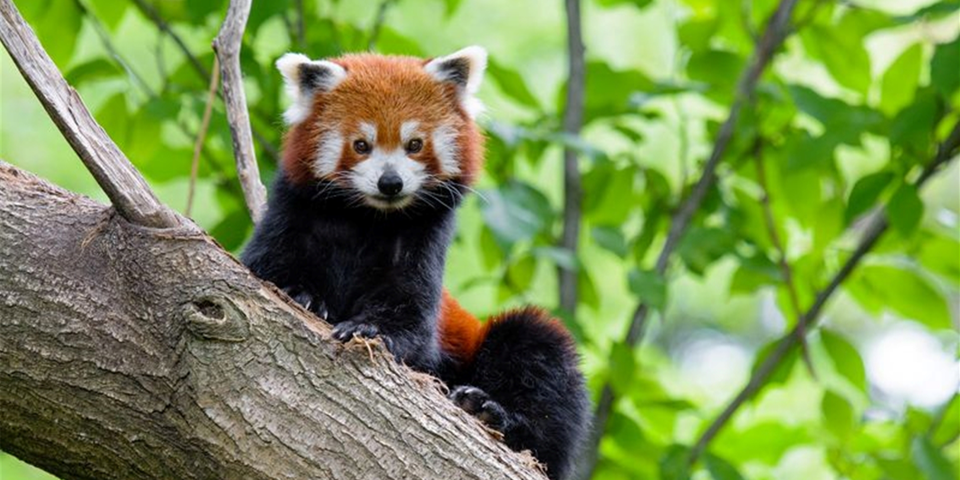 Aus dem Duisburger Zoo ist ein kleiner Panda verschwunden.