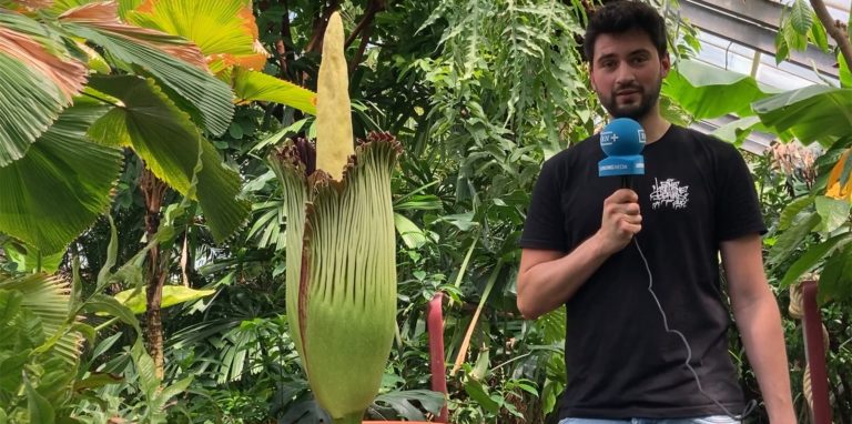 Am Mittwoch begann die Titanenwurz langsam ihre rötliche Blüte zu entfalten.
