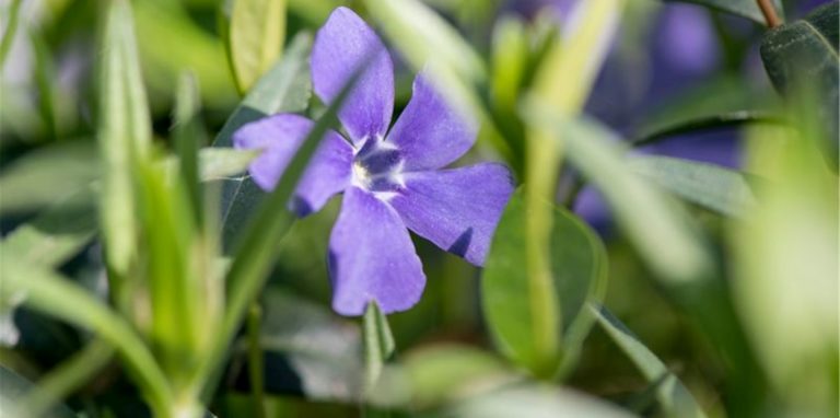 Das Balkan-Immergrün (Vinca balcanica) gehört unter den Turbo-Stauden zu jenen, die sich schnell in die Fläche ausbreiten. Foto: Robert Günther/dpa-tmn