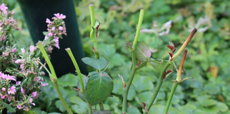 In einigen Vasen auf dem Evangelischen Friedhof sind nur die Stiele von den Rosen übrig geblieben.