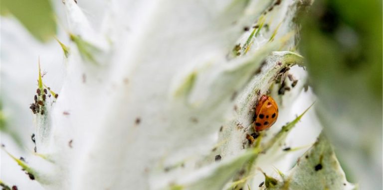 Marienkäfer lieben Blattläuse – und sind daher sehr nützlich für Gärtner. Foto: Robert Günther/dpa-tmn