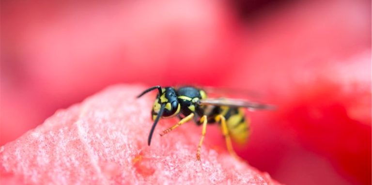 Im Sommer haben Wespen Hochsaison. Eine Expertin gibt Tipps, wie Tierfreunde die nützlichen aber oftmals lästigen Insekten fernhalten können. Foto: Inga Kjer/dpa-tmn