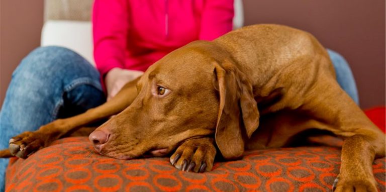 Nicht jeder Pflegehund passt zu jedem Pflegehaushalt. Foto: Monique Wüstenhagen/dpa-tmn