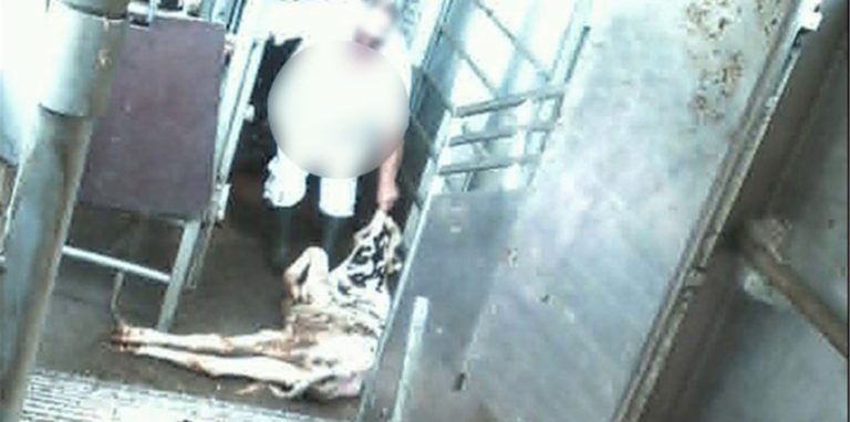 Einer der Tierquäler in der Viehsammelstelle war zugleich Tierschutz-Beauftragter der Mecke GmbH.