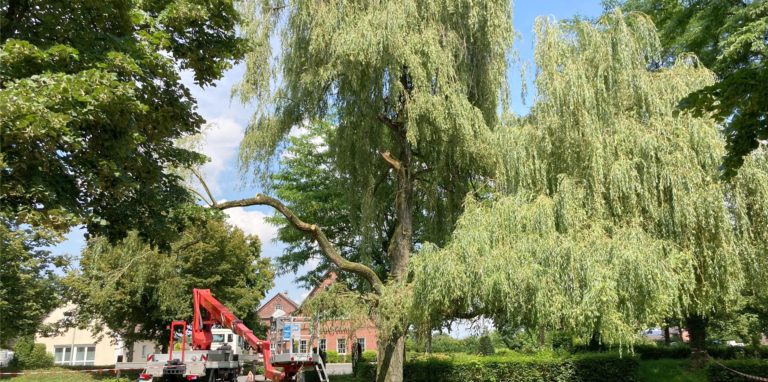 Unter den Stürmen der letzten Wochen hat die große Weide auf dem Dorfplatz in Cappenberg sehr gelitten. Die Stadtwerke und auch die Feuerwehr mussten aktiv werden.
