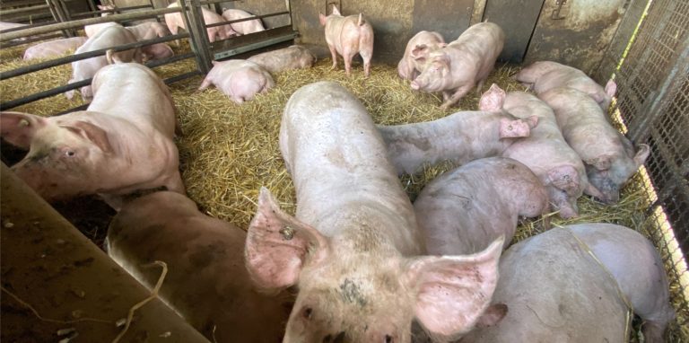 Auf dem Hof Jücker kommen pro Jahr rund 500 Ferkel zur Welt.