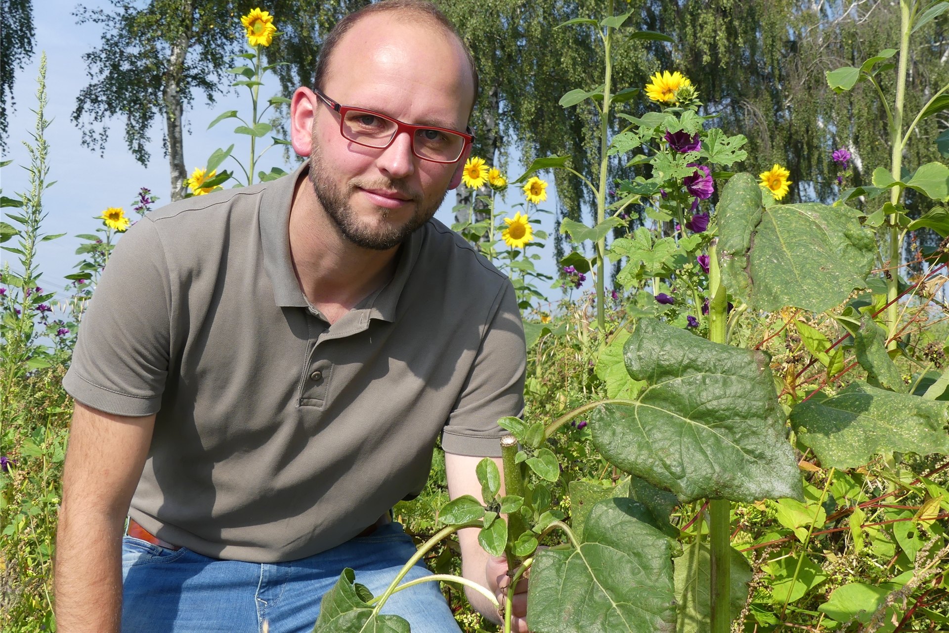 Der Landwirt Axel Lohmann (33) steht in einem Sonnenblumenfeld.