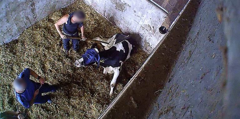 Einer der Tierquäler sticht mit einer Forke in ein Rind mit verbundenen Augen, um ihm Blut abzuzapfen.