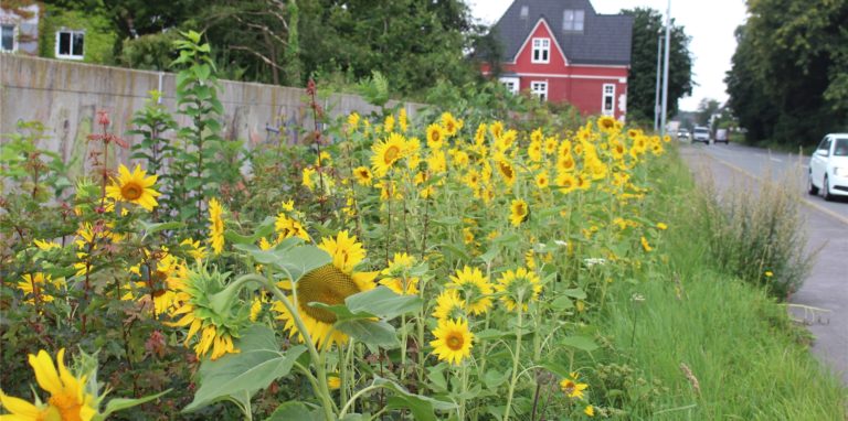 Sonnenblumen leuchten an der Hagener Straße, wo im November vergangenen Jahres 80 Bäume gefällt wurden.