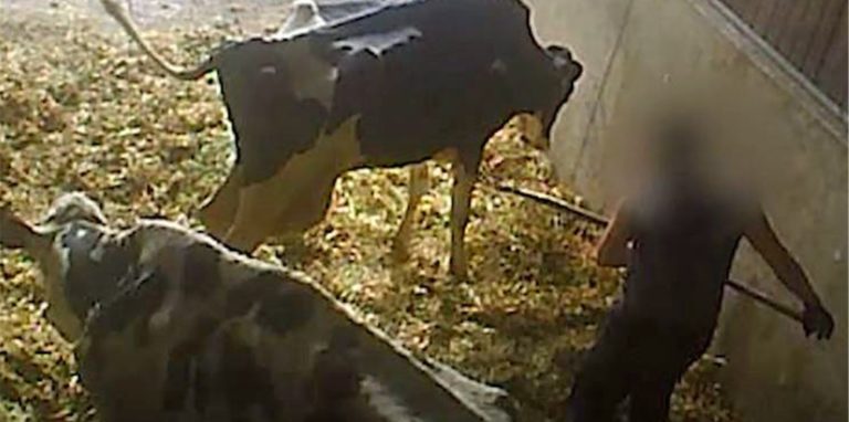 Ein weiterer Beleg für die entsetzlichen Qualen, die die Tiere in der Viehsammelstation zu erleiden hatten: Ein Mann sticht immer wieder mit einer Mistgabel auf eine Kuh ein.