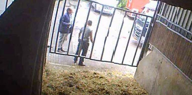 Die verdeckt aufgenommen Bilder zeigen Firmenchef Marko Mecke (blaues Sakko) an seiner Viehsammelstelle. In dem Stall ist eine völlig abgemagerte Kuh.