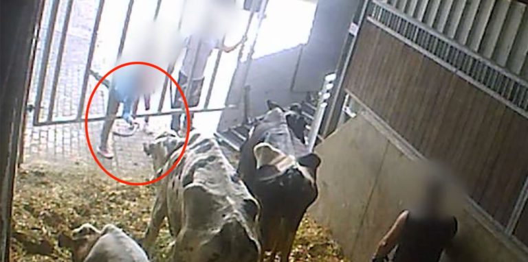 „Hau ihr vorn Schädel“ sagt jemand, und der Junge macht genau das. Schlägt von außen mit einem Stock auf den Kopf der abgemagerten Kuh.