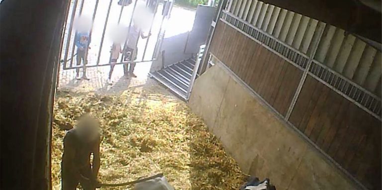 Ein Mann drischt brutal auf eine Kuh ein, nimmt kurz darauf eine Mistgabel und sticht immer wieder zu. Die Kinder oben hinter dem Gatter schauen zu.