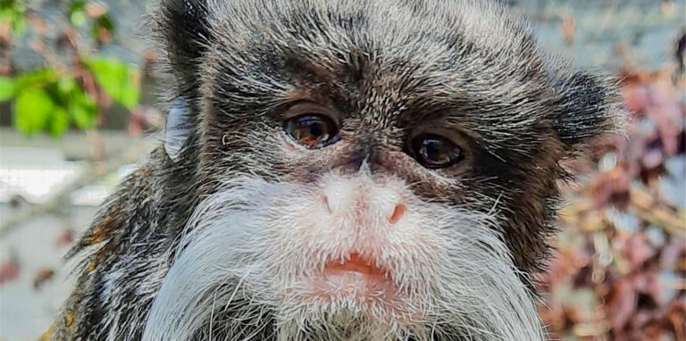 Affenmännchen André lebt im Dortmunder Zoo. Der Kaiserschnurrbarttamarin ist Single – und Vater.