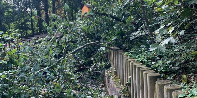 Ende August ist erneut ein Baum auf das Gelände der Naturbühne gestürzt, dieses Mal oberhalb der Bühne. Nun wurde die Saison abgesagt.
