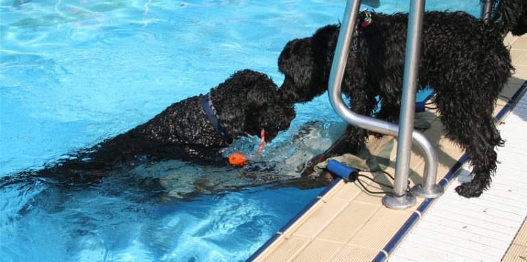 Echte portugiesische Wasserhunde sind keine Rabauken, sie wollen immer allen gefallen. Bloß, wenn der Kumpel einem das gerade geborgene Spielzeug wegschnappen will, muss man tiefdunkel knurren. Aber nur kurz…
