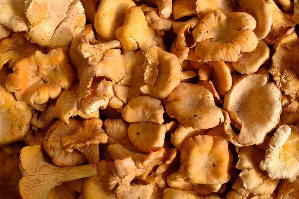 Pfifferlinge findet man vor allem in nadelwalddominierten Gebieten.