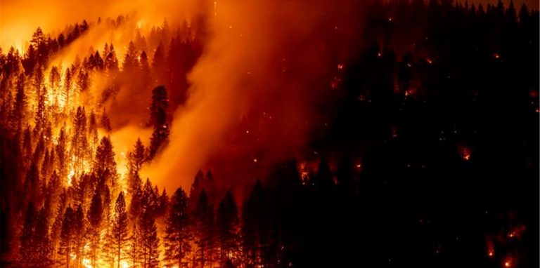 Die Waldbrände auf der Nordhalbkugel allein haben in diesem Jahr Rekordwerte bei der Freisetzung von CO2 verursacht.