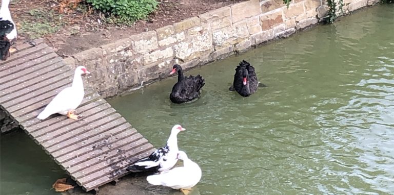 Die beiden neuen Trauerschwäne auf dem Teich des Dortmunder Hauptfriedhofs und die Flugenten haben sich bereits aneinander gewöhnt.