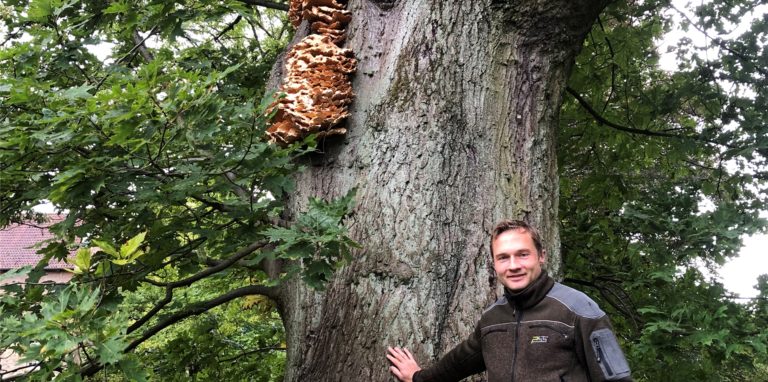Revierförster Elmar Berks weiß viel über den unliebsamen Gast am Baum am Schloss Cappenberg.