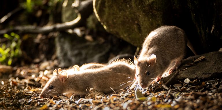 Ratten leben überirdisch und begeben sich erst für die Nahrungssuche in die Kanäle. Häufig werden sie aber auch auf privaten Komposthaufen fündig. Auch Meisenknödel schmecken den Tieren.