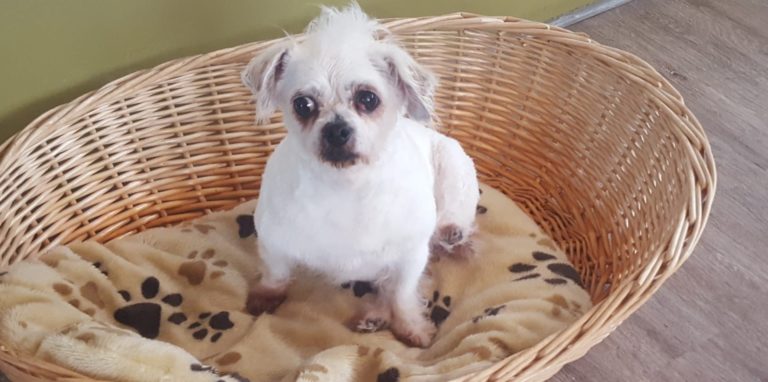 Mit frisch gewaschenem und gekürztem Fell sitzt Daisy in einem Körben. Zuvor hatte die Tierschutzorganisation „Arche 90“ die verwahrlose Hündin aus einer Wohnung in Dortmund geholt und behandeln lassen.