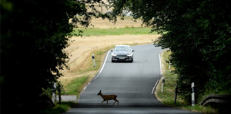 Ein Reh überquert bei Dämmerung eine Straße vor einem herannahenden Auto.