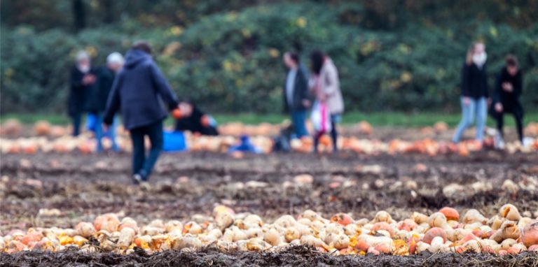 Passanten sammeln auf einem Acker Gemüse auf, das ein Landwirt „entsorgt“ hatte.