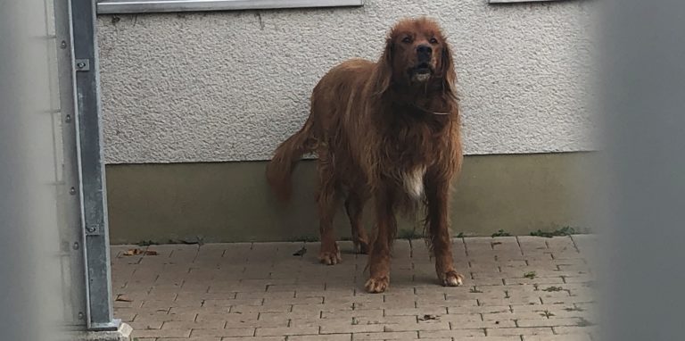 M.ischling Basko lebt bereits seit acht Jahren im Dortmunder Tierheim