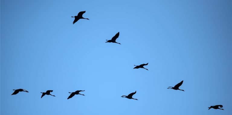 Kraniche im Flug