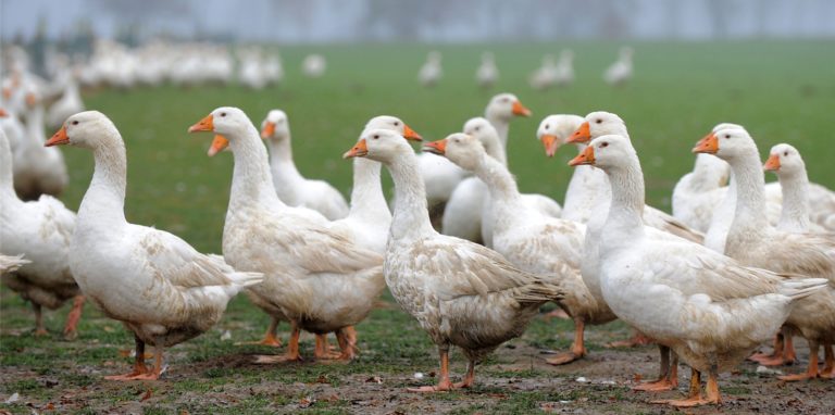 Gänse auf dem Hof Emde in Kalthoff.