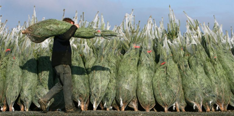 Sie wollen in Schwerte den perfekten Weihnachtsbaum ergattern? Wir verraten in einer Übersicht, wo Sie ihn bekommen.